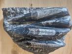 Fossiel, Verzamelen, Mineralen en Fossielen, Ophalen of Verzenden, Fossiel