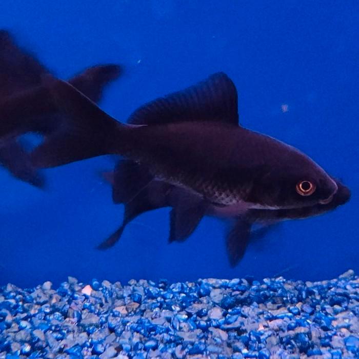 Carrasius auratus, Dieren en Toebehoren, Vissen | Aquariumvissen, Vis