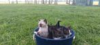 Lieve Britse Korthaar x Ragdoll kittens – speels & sociaal, Meerdere dieren, Ontwormd