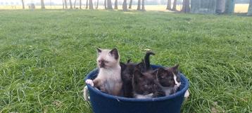 Lieve Britse Korthaar x Ragdoll kittens – speels & sociaal beschikbaar voor biedingen