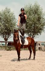Ontzettend leuke c pony merrie !, Dieren en Toebehoren, Pony's, Merrie, B, C pony (1.27m tot 1.37m), Recreatiepony