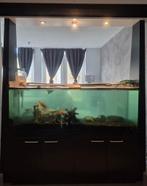 Top Aquarium -KOOPJE !!!-, Ophalen