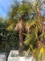 Palmbomen, Tuin en Terras, Planten | Bomen, Ophalen of Verzenden, 250 tot 400 cm, Zomer, Palmboom