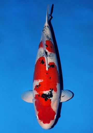 HQ Sanke 76 cm Sakai Fish Farm met certificaat beschikbaar voor biedingen