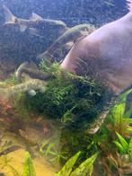 Grote bol javamos aquarium mos, Ophalen, Nieuw, Plant(en), Steen of Hout