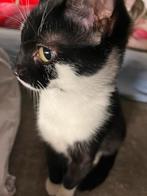 Kitten, Ophalen, Zo goed als nieuw, Overig speelgoed