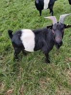 Dwergbok, Dieren en Toebehoren, Schapen, Geiten en Varkens, Mannelijk, Geit