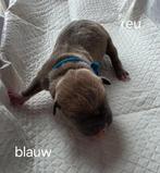amerikaanse stafford pups met ekc stamboom, CDV (hondenziekte), 8 tot 15 weken, American Staffordshire Terriër, Meerdere