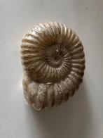 Kaars schelp, Ophalen of Verzenden, Nieuw, Overige materialen, Minder dan 25 cm