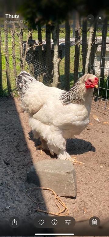 Brahma hen beschikbaar voor biedingen