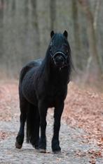 Knappe Dartmoor pony te koop, Dieren en Toebehoren, Merrie