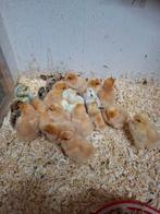 Broedeieren van de serama en cochin parelgrijs en buff., Dieren en Toebehoren, Pluimvee, Geslacht onbekend, Kip