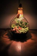 Ecosysteem/planten terrarium/flessentuin met lamp, Huis en Inrichting, Kamerplanten, Ophalen, Overige soorten, Halfschaduw, In pot