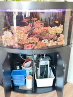 Juwel aquarium met ciclide pomp cristal profiE 1502, Ophalen of Verzenden, Gebruikt, Gevuld zoetwateraquarium