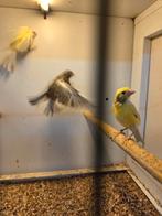 Raza kanaries, Dieren en Toebehoren, Vogels | Kanaries, Vrouwelijk, Kleurkanarie