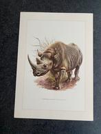 10 prenten zoogdieren 19x27 cm samen 20 euro oa kameel, Antiek en Kunst, Ophalen of Verzenden, Natuur en Biologie