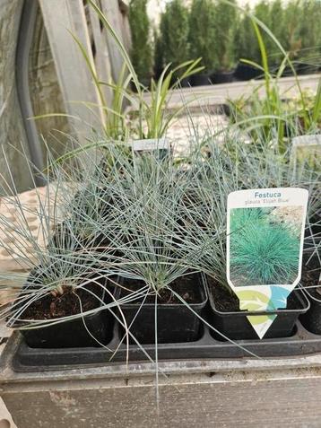 Festuca glauca elijah blue  beschikbaar voor biedingen