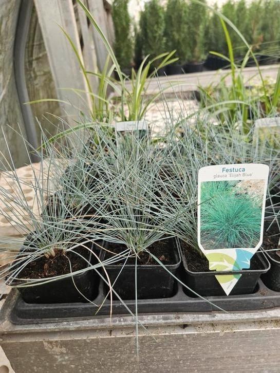 Festuca glauca elijah blue, Tuin en Terras, Planten | Tuinplanten, Overige soorten, Volle zon, Zomer, Ophalen