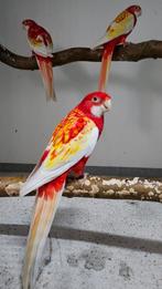 2-1 Rubino rosella, Meerdere dieren, Parkiet, Geringd
