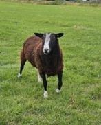 Ram, Dieren en Toebehoren, Schapen, Geiten en Varkens, Mannelijk, Schaap