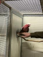 Redelijk tam koppel rose kakatoe, Meerdere dieren, Papegaai, Geringd