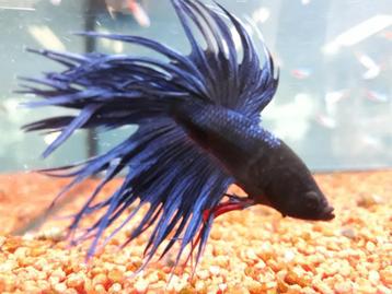 Siamese Kempvis - Betta splendens voor het tropisch aquarium beschikbaar voor biedingen