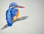 Aquarel ijsvogel, Ophalen of Verzenden