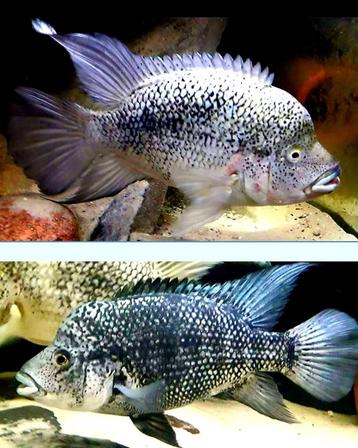 Hatiensis cichliden  beschikbaar voor biedingen