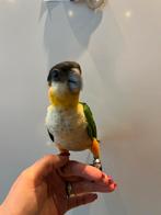 Jonge tamme zwartkop caique’s, Dieren en Toebehoren, Vogels | Parkieten en Papegaaien, Geslacht onbekend, Papegaai, Geringd