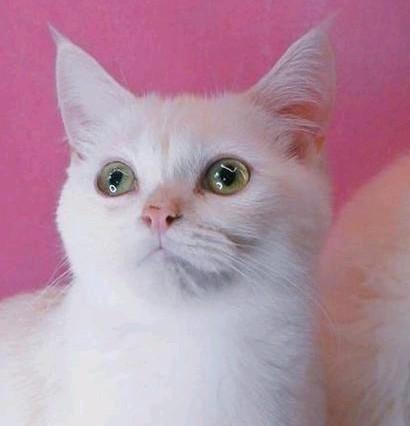 Heel mooi Perzisch Ragdoll kittens 6 manden oud, Dieren en Toebehoren, Katten en Kittens | Raskatten | Langhaar, Kater, 0 tot 2 jaar