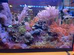 Diverse soft koralen, Dieren en Toebehoren, Vissen | Aquariumvissen
