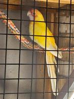 Pennant rosella, Dieren en Toebehoren, Mannelijk, Parkiet