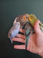 Tamme Baby Parkieten, Geslacht onbekend, Parkiet, Tam