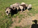 Mooie dekrammen te koop, Dieren en Toebehoren, Schapen, Geiten en Varkens, Mannelijk, Schaap