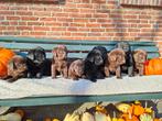Prachtige, bruine en zwarte, Labrador pups, Dieren en Toebehoren, 8 tot 15 weken, Labrador retriever, CDV (hondenziekte), Meerdere