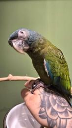 Knappe Blauwkop Ara, Dieren en Toebehoren, Vogels | Parkieten en Papegaaien, Meerdere dieren, Papegaai, Geringd