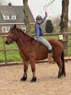 Super lieve en top brave E pony ruin, Dieren en Toebehoren, Pony's, E pony (1.48m - 1.57m), B, Ruin, 3 tot 6 jaar
