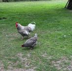 Noordhollandse Blauwe broedeieren, Dieren en Toebehoren, Pluimvee, Geslacht onbekend, Kip