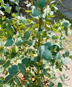 2x Eucalyptus gunnii azura gomboom, Ophalen, Winter, Overige soorten
