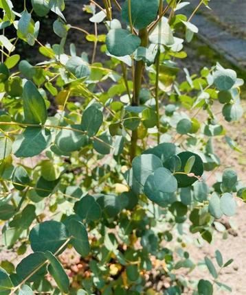 2x Eucalyptus gunnii azura gomboom beschikbaar voor biedingen