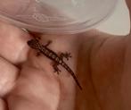 3x Rouwgekko’s, Dieren en Toebehoren, Reptielen en Amfibieën, Amfibie, 0 tot 2 jaar
