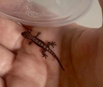 Rouwgekko’s beschikbaar voor biedingen