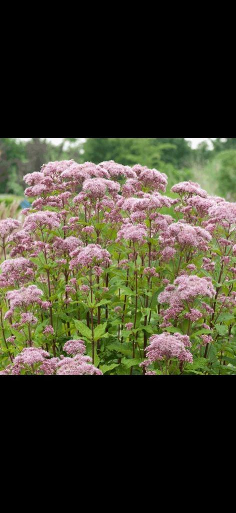 40x Leverkruid/Koninginnekruid, Tuin en Terras, Planten | Tuinplanten, Overige soorten, Halfschaduw, Zomer, Ophalen