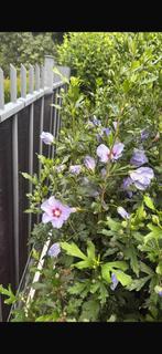 6x hibiscus woodbridge  op stam 180cm, Tuin en Terras, Planten | Bomen, Overige soorten, 100 tot 250 cm, Zomer, Ophalen