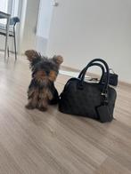 Mini york pup, Dieren en Toebehoren, Honden | Jack Russells en Terriërs, Yorkshire Terriër, Particulier, 15 weken tot 1 jaar, Reu