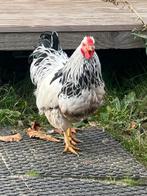 Wyandotte haan, Dieren en Toebehoren, Pluimvee, Mannelijk