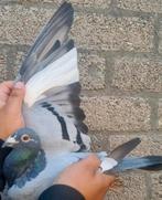 Postduif achter kleinzoon "KAASBOER"/     "Olympic Hans", Dieren en Toebehoren, Vogels | Duiven, Mannelijk, Postduif
