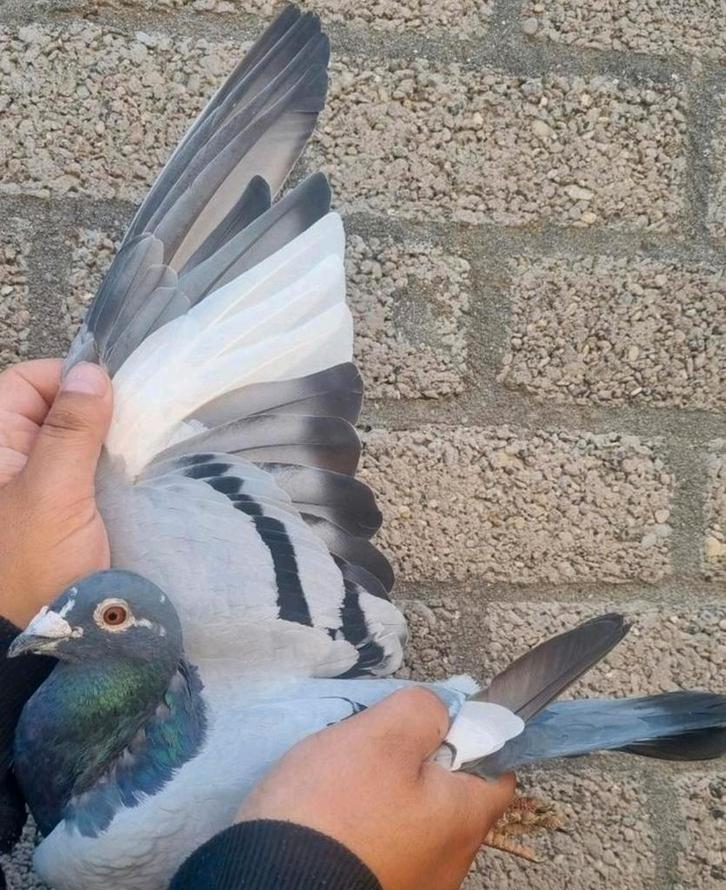 Postduif achter kleinzoon "KAASBOER"/     "Olympic Hans", Dieren en Toebehoren, Vogels | Duiven, Postduif, Mannelijk