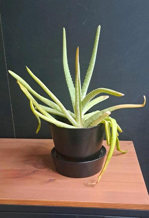 Aloë vera, Huis en Inrichting, Kamerplanten, Overige soorten, Minder dan 100 cm, Ophalen