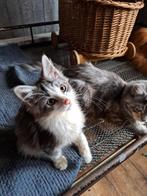 Maine coon kitten, Dieren en Toebehoren, Katten en Kittens | Raskatten | Langhaar, Meerdere dieren, Gechipt, 0 tot 2 jaar